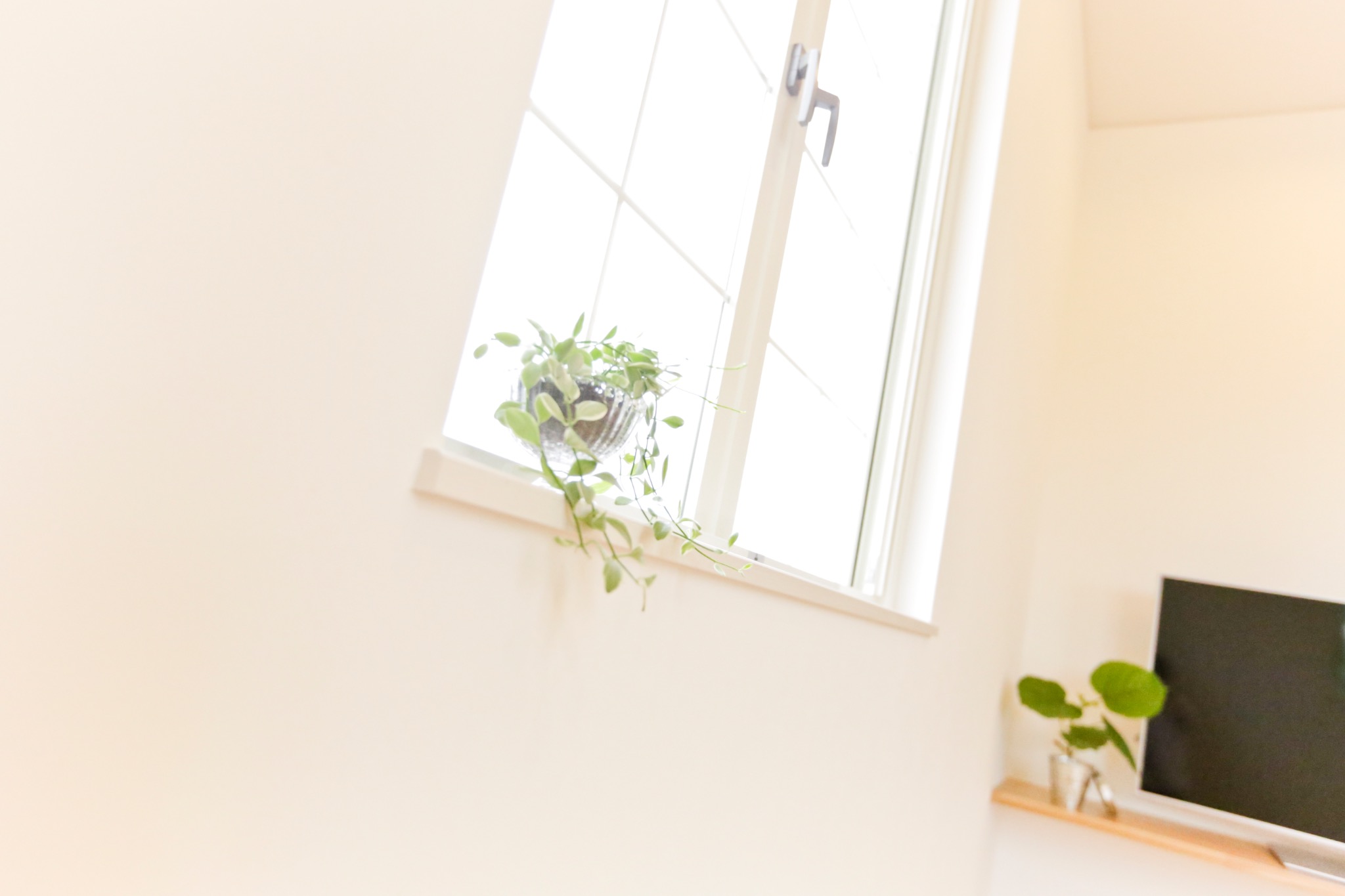 明るい窓辺と観葉植物